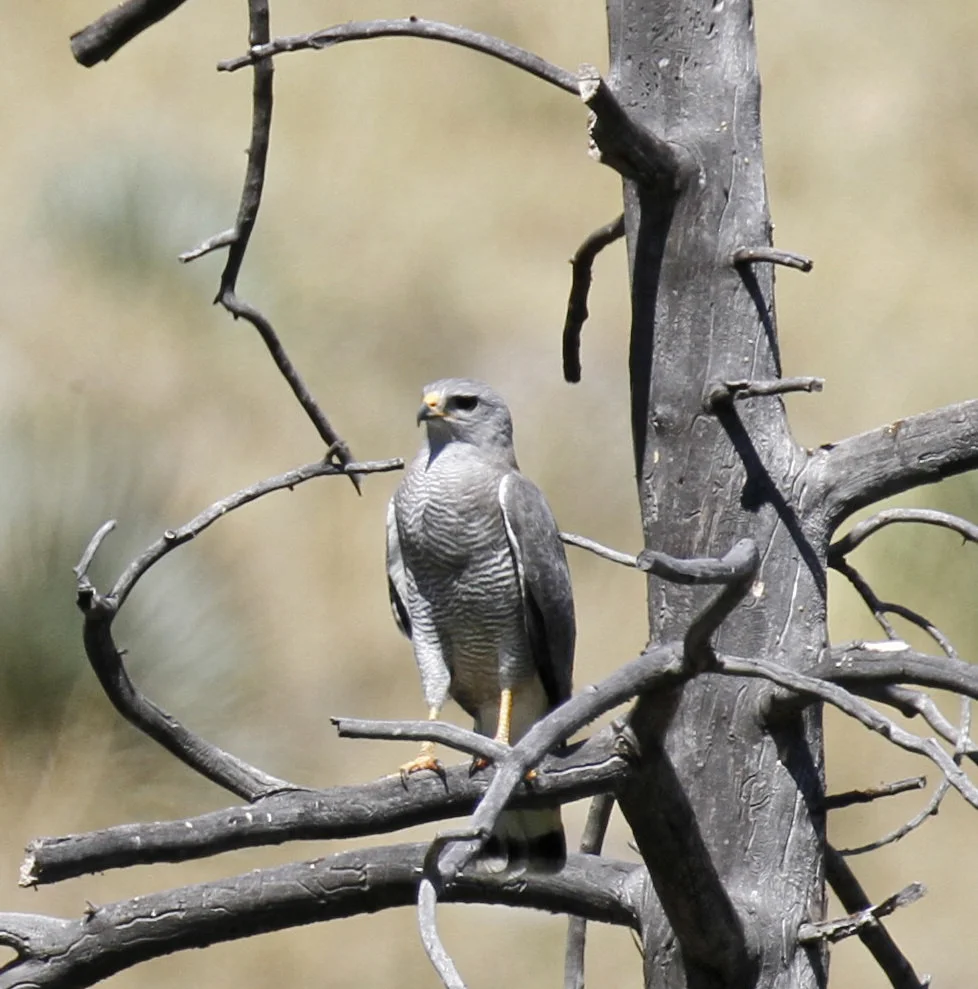 Photo by Robin Agarwal (CC BY-NC)