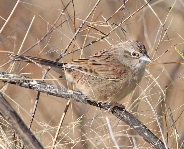 Photo by Alan Schmierer (Public domain)