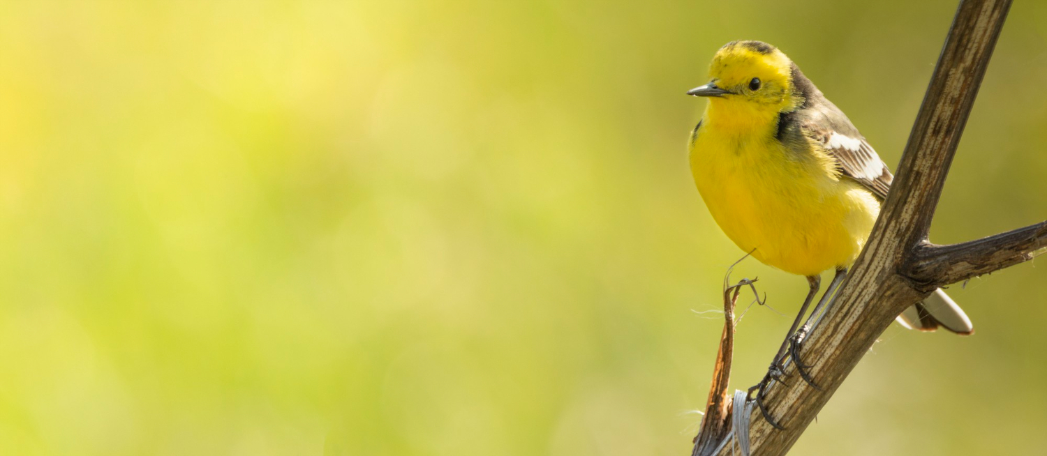 Yellow bird perched on branch with blurred background
