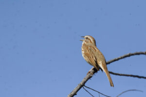 A small mostly brown bird with streaks of white is facing the left on a branch, with a background of blue sky. The bird's mouth is open as if singing.