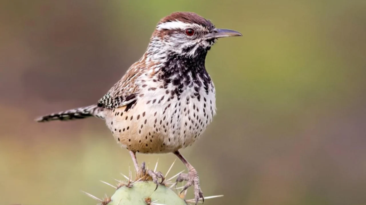 Cactus Wren
