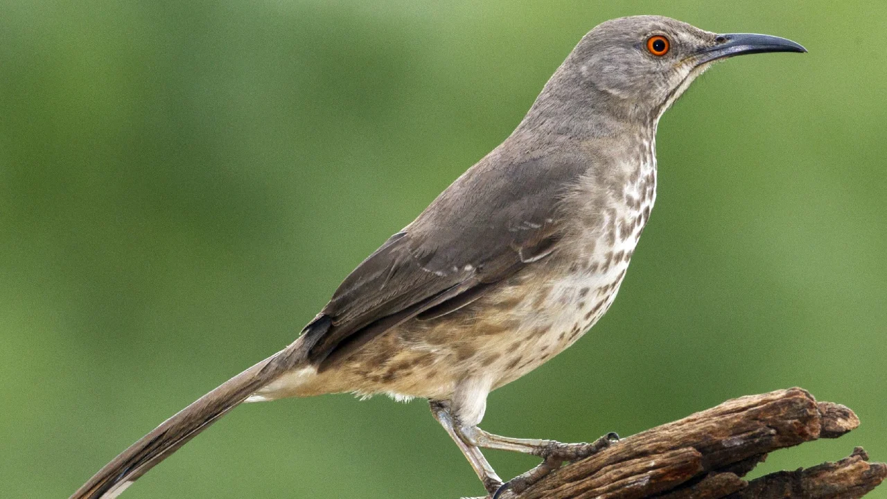 Curve-billed Thrasher