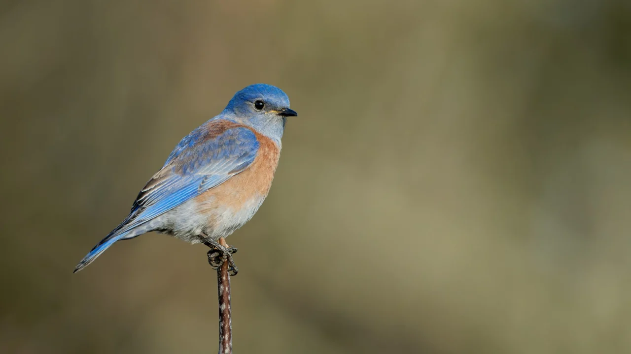 Eastern BlueBird