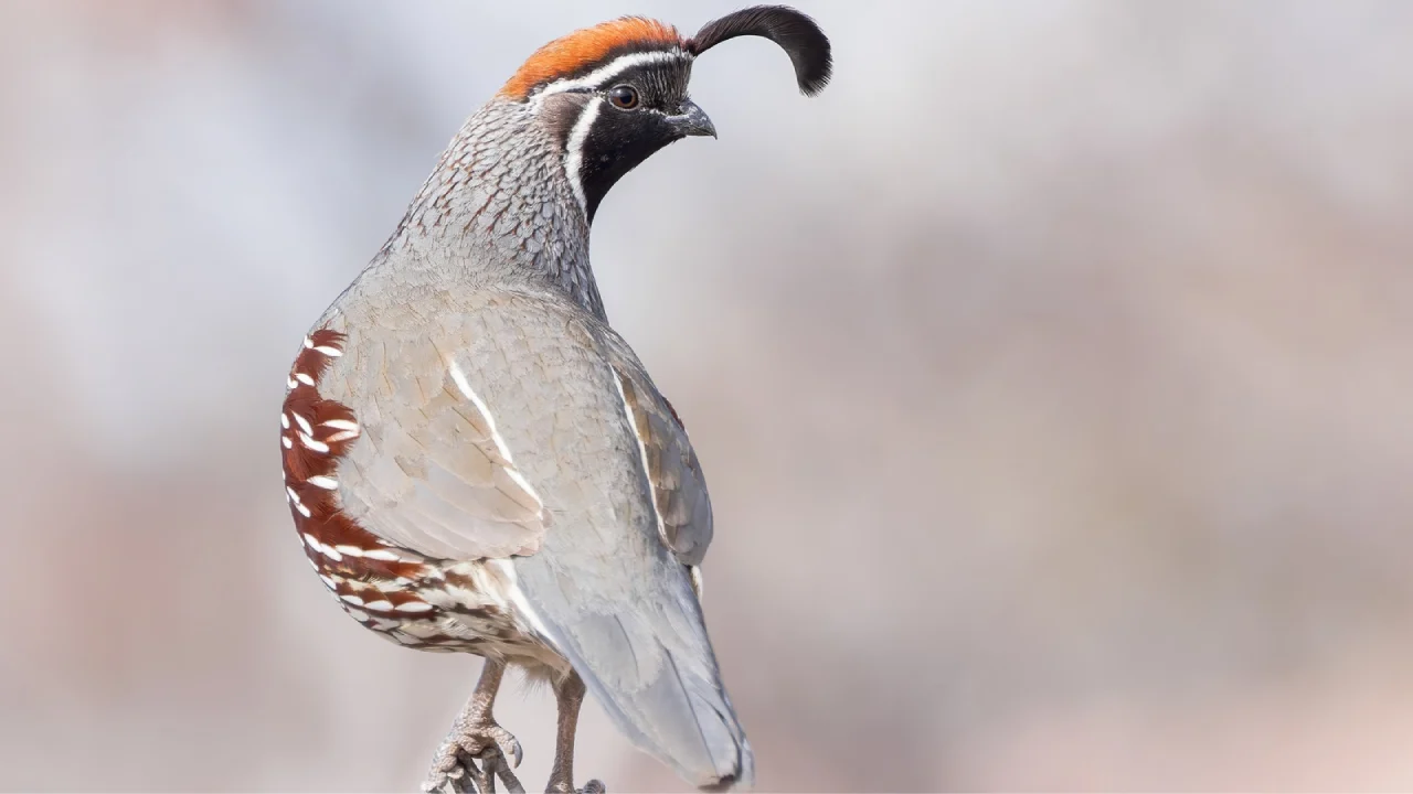 Gambel’s Quail
