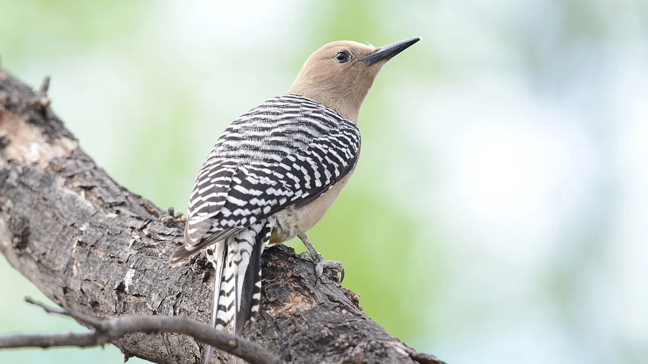 Gila-Woodpecker