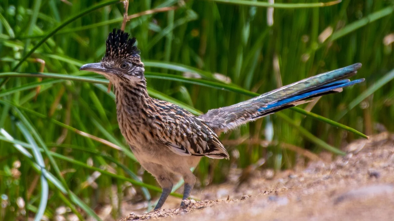Greater Roadrunner