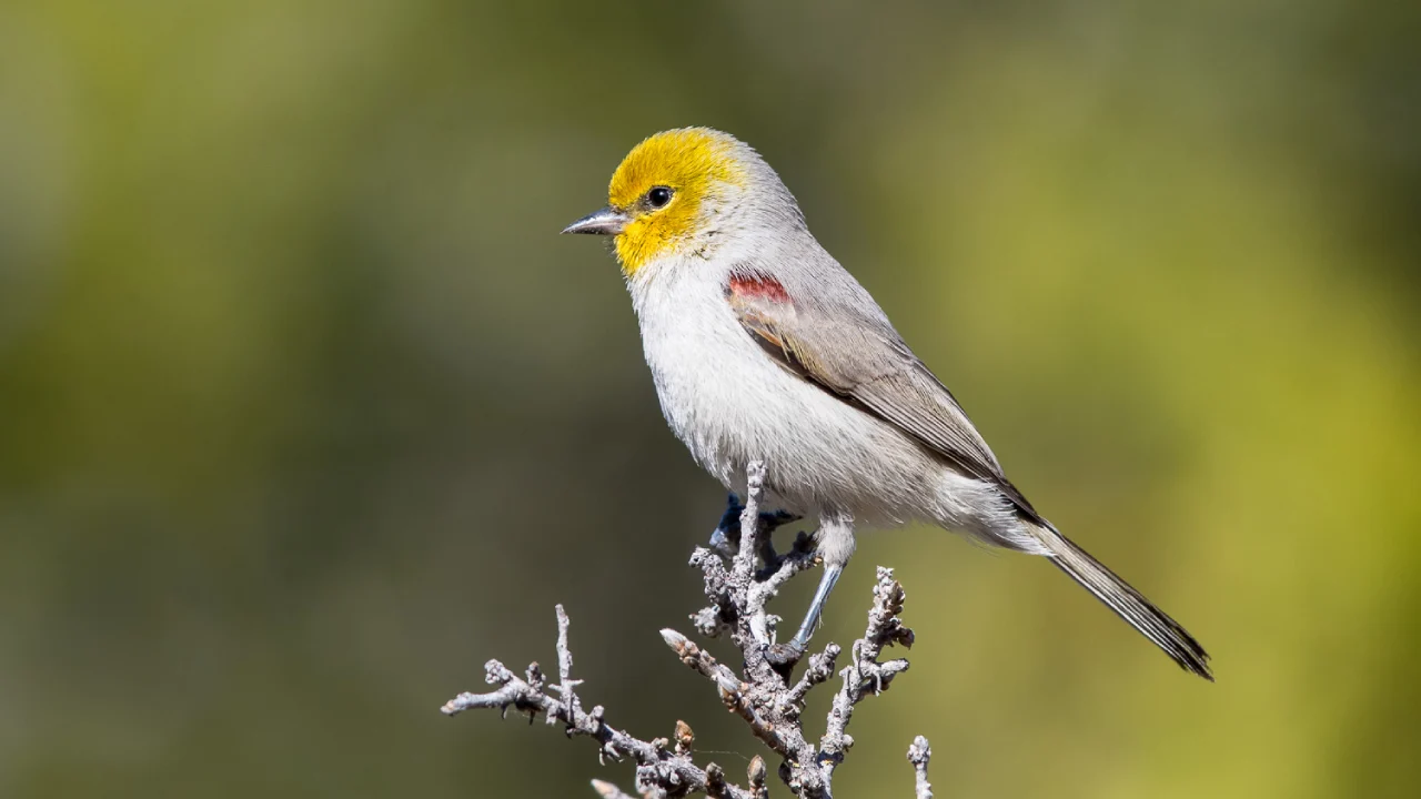 Verdin